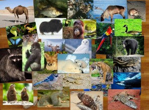 animals-around-the-world-source.jpg